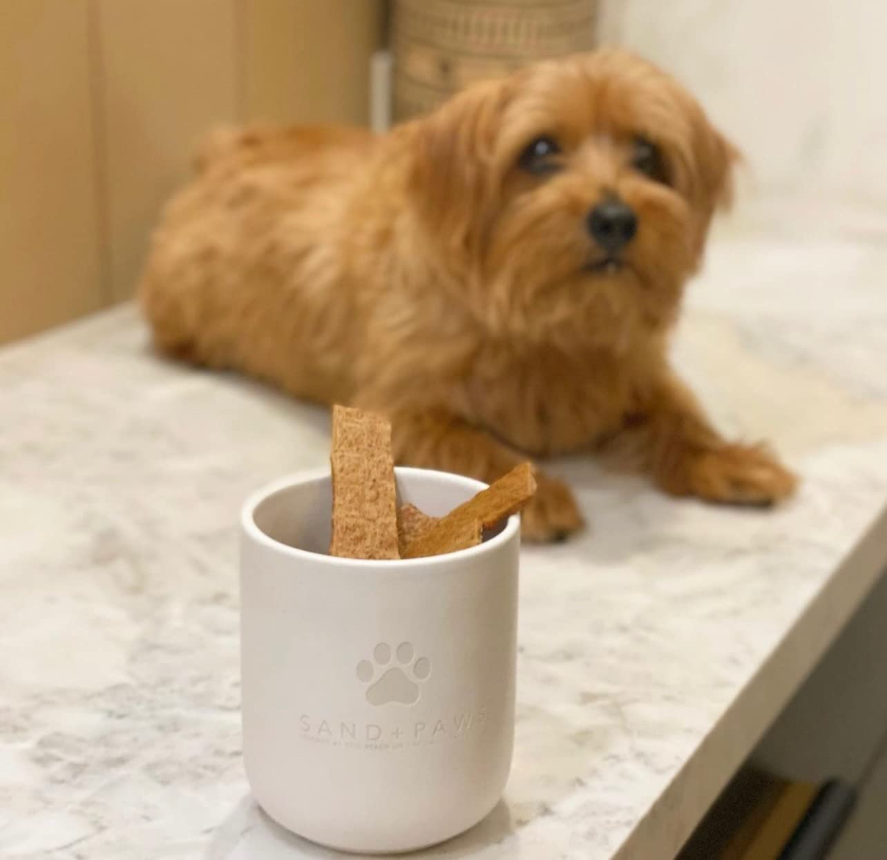 Sand + Paws Scented Candle - Apple Spice - Additional Scents and Sizes –Luxurious Air Freshening Jar Candles Neutralize pet Odors and Enhance Home décor – 100% Cotton Lead-Free Wicks - 21 oz