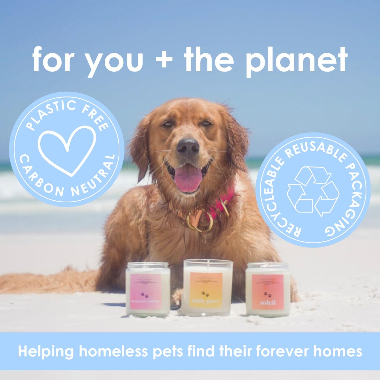 Pet Safe Candle for Dogs | Non Toxic Coconut Apricot Wax Candle | Clean Burning, Paraffin-Free | Pet Odor Eliminating Home Fragrance | Harvest Howls | 4 oz