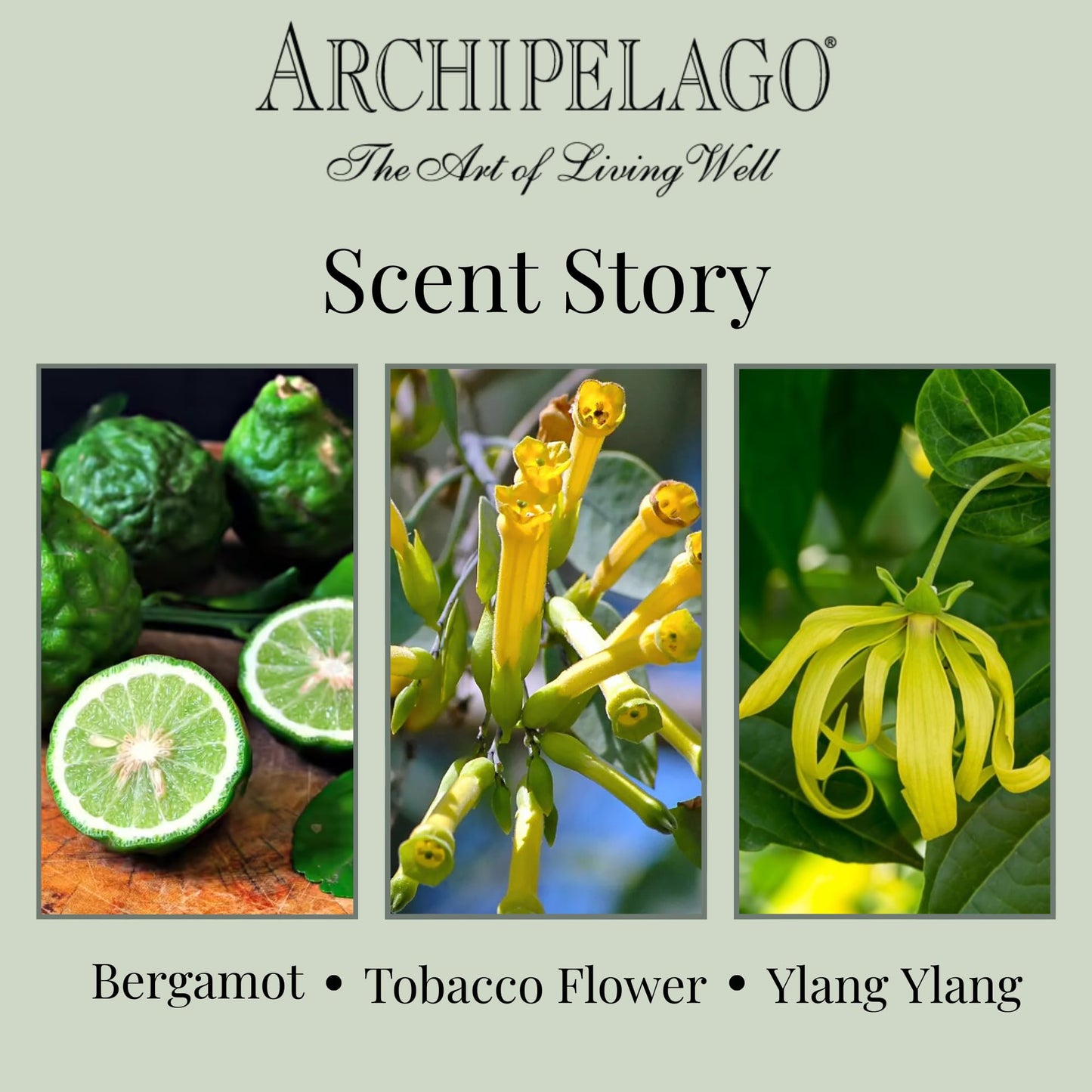 Archipelago Botanicals Havana Glass Jar Candle, Bergamot, Tobacco Flower and Ylang Ylang Scent, Lead-Free Candle Wicks, Burns Approx. 60 Hours (8.6 oz)
