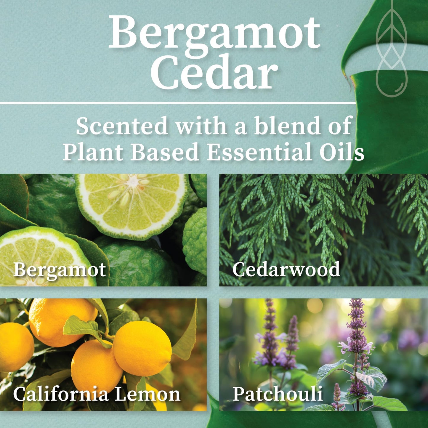 Hemlock Park Bergamot Cedar Apothecary Hand-Poured Scented Candle | Crackling Wood Wick, Botanical Fragrance & Coconut Wax | Up to 90 Hour Burn Time | 16 oz