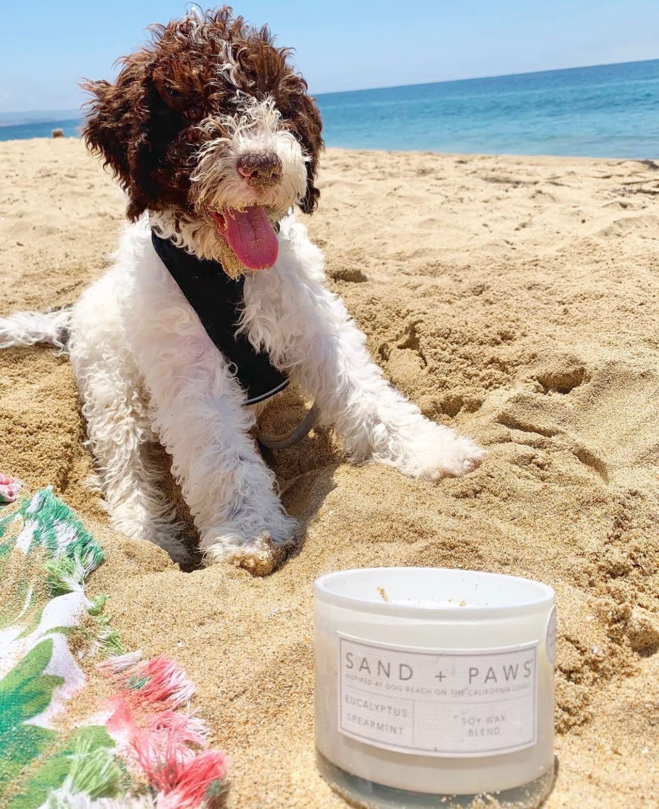 Sand + Paws Scented Candle - Mango Tangerine - Luxurious Air Freshening Jar Candles Neutralize pet Odors and Enhance Home décor – 100% Cotton Lead-Free Wicks - 12 oz