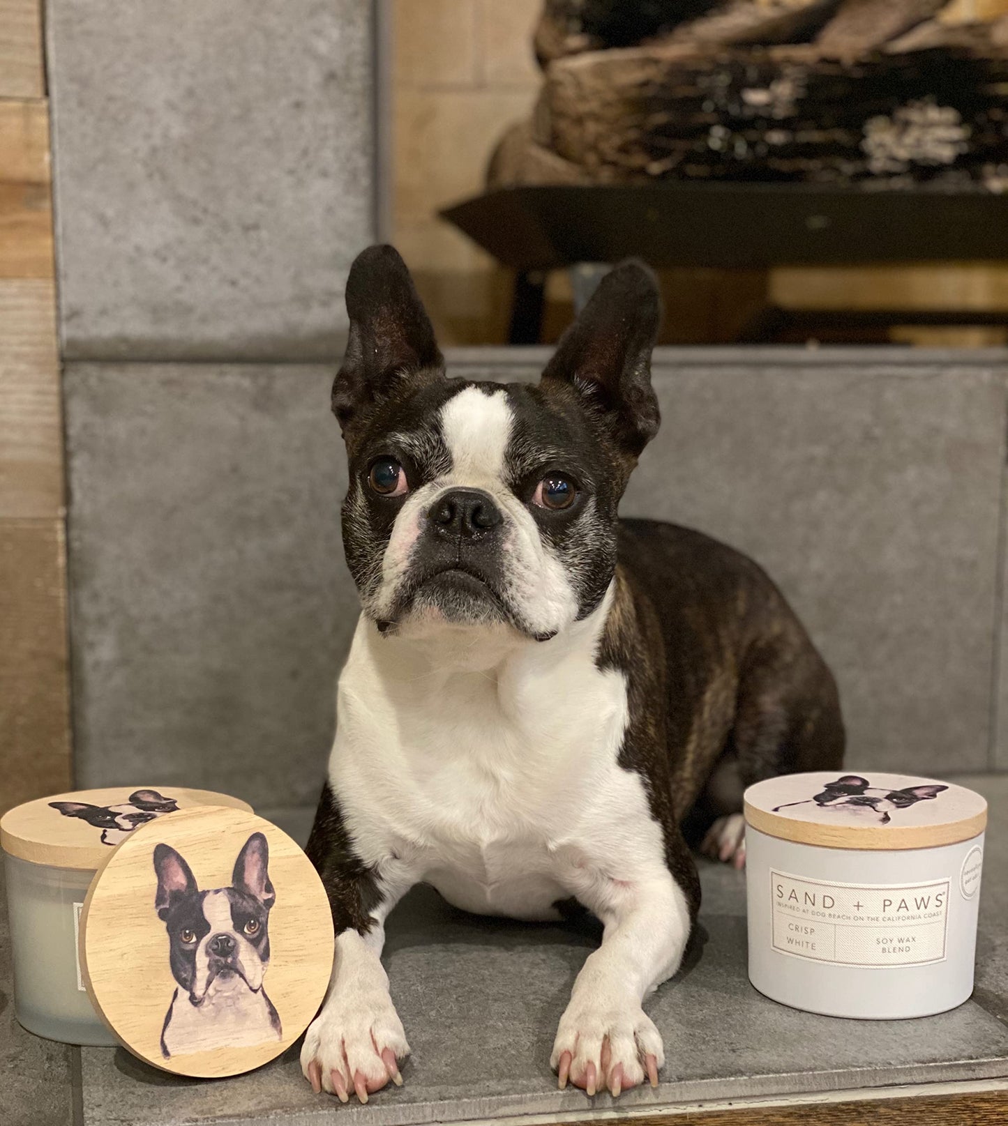 Sand + Paws Scented Candle - Island Orchid - Additional Scents and Sizes –Luxurious Air Freshening Jar Candles Neutralize pet Odors and Enhance Home décor – 100% Cotton Lead-Free Wicks - 12 oz