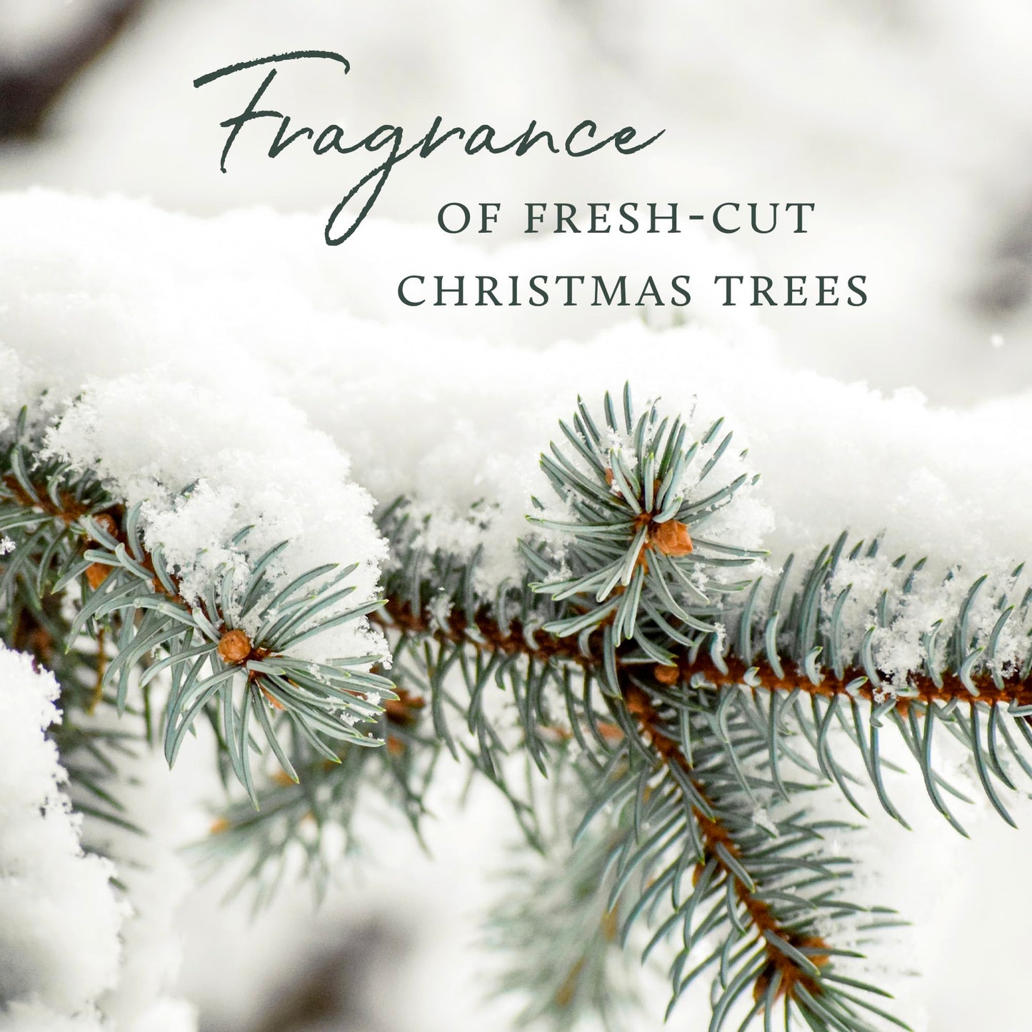 Thymes Frasier Fir Candle - Molded Green Glass Jar with Pine Needle Design - Winter Candle Gifts for Women & Men - Fresh Home Fragrance - Notes of Crisp Siberian Fir, Cedarwood & Sandalwood (6.5 oz)