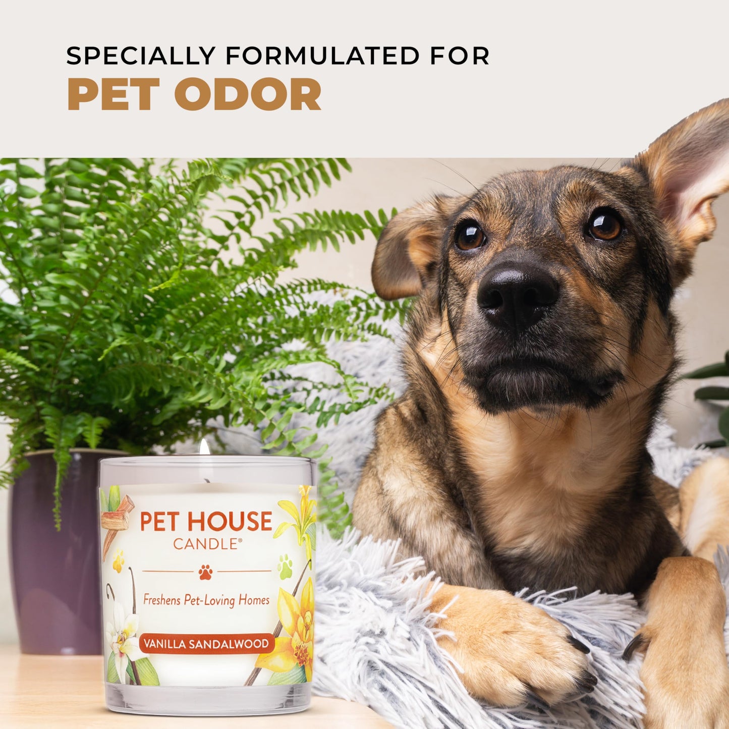 Pet House Candles, Clean Long-Burning, Scented Pet Friendly Candles, Plant-Based, 60 Hour Burn Time - Ocean Driftwood, 9 oz